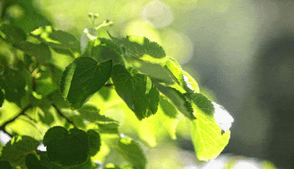 sustenabilitate blog 1