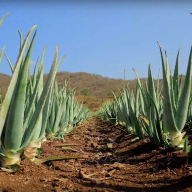 Aloe vera: Ce poate face o artistă în arta supraviețuirii în deșert