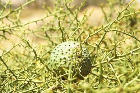Aloe vera: Ce poate face o artistă în arta supraviețuirii în deșert